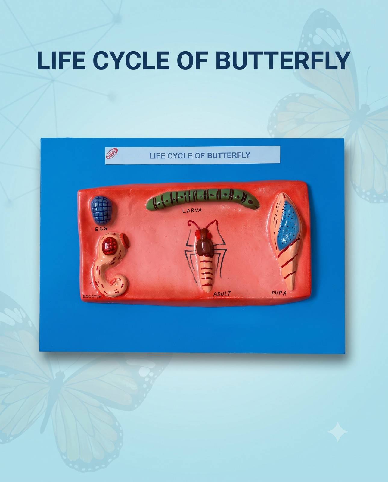 Life Cycle Of Butterfly
