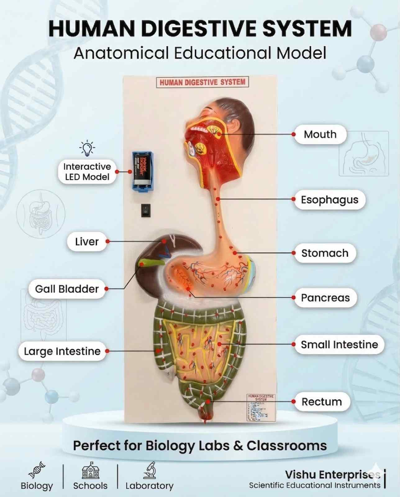 Human Digestive System With LED