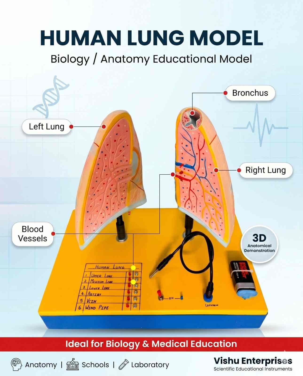 Human Lung With LED