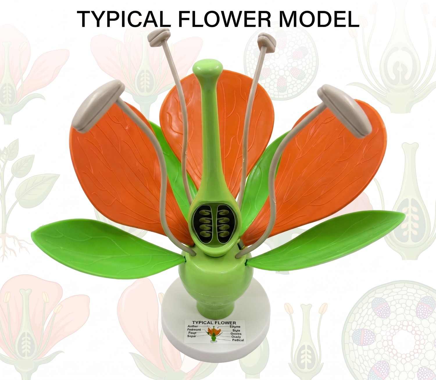 Flower Model