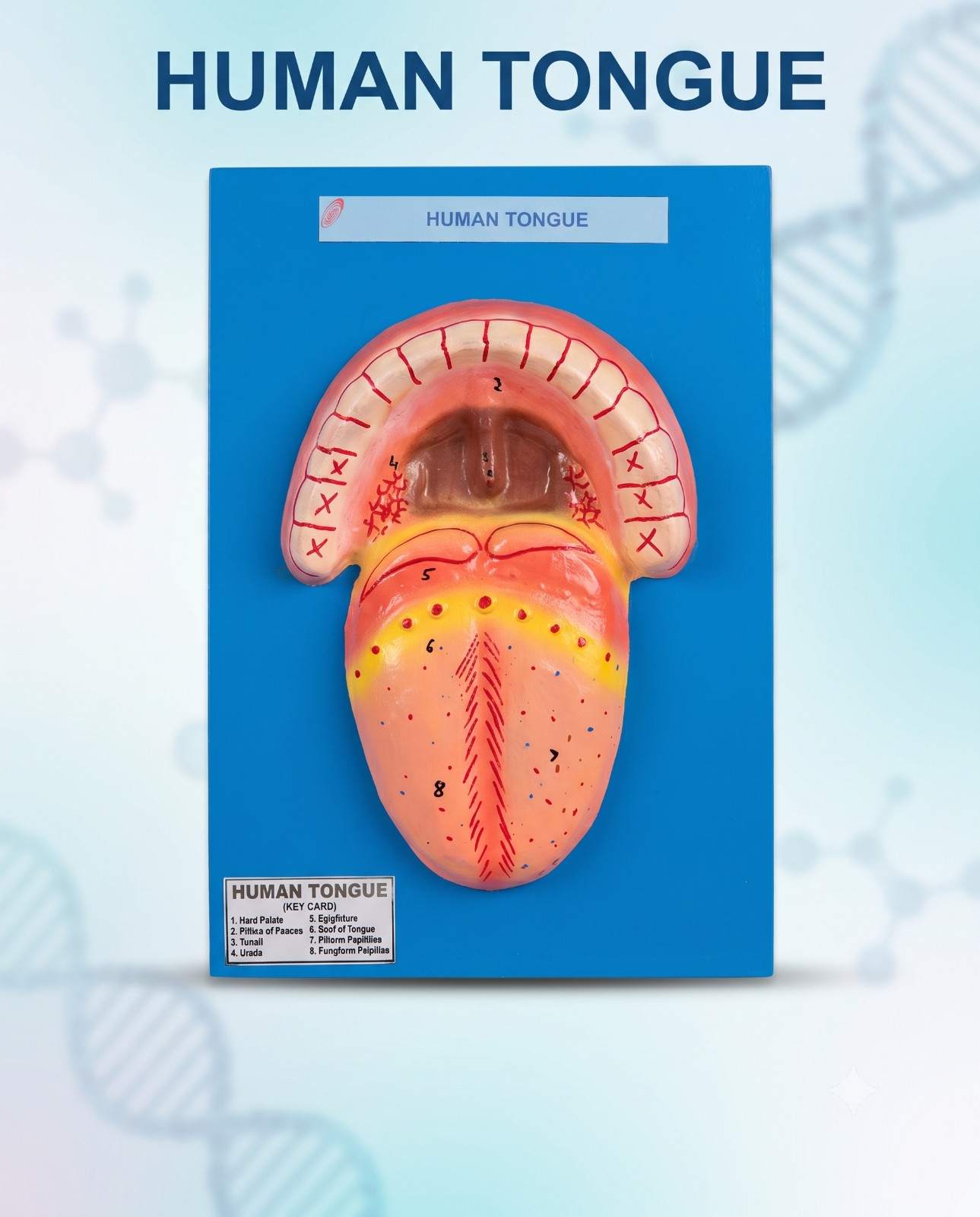 Human Tongue