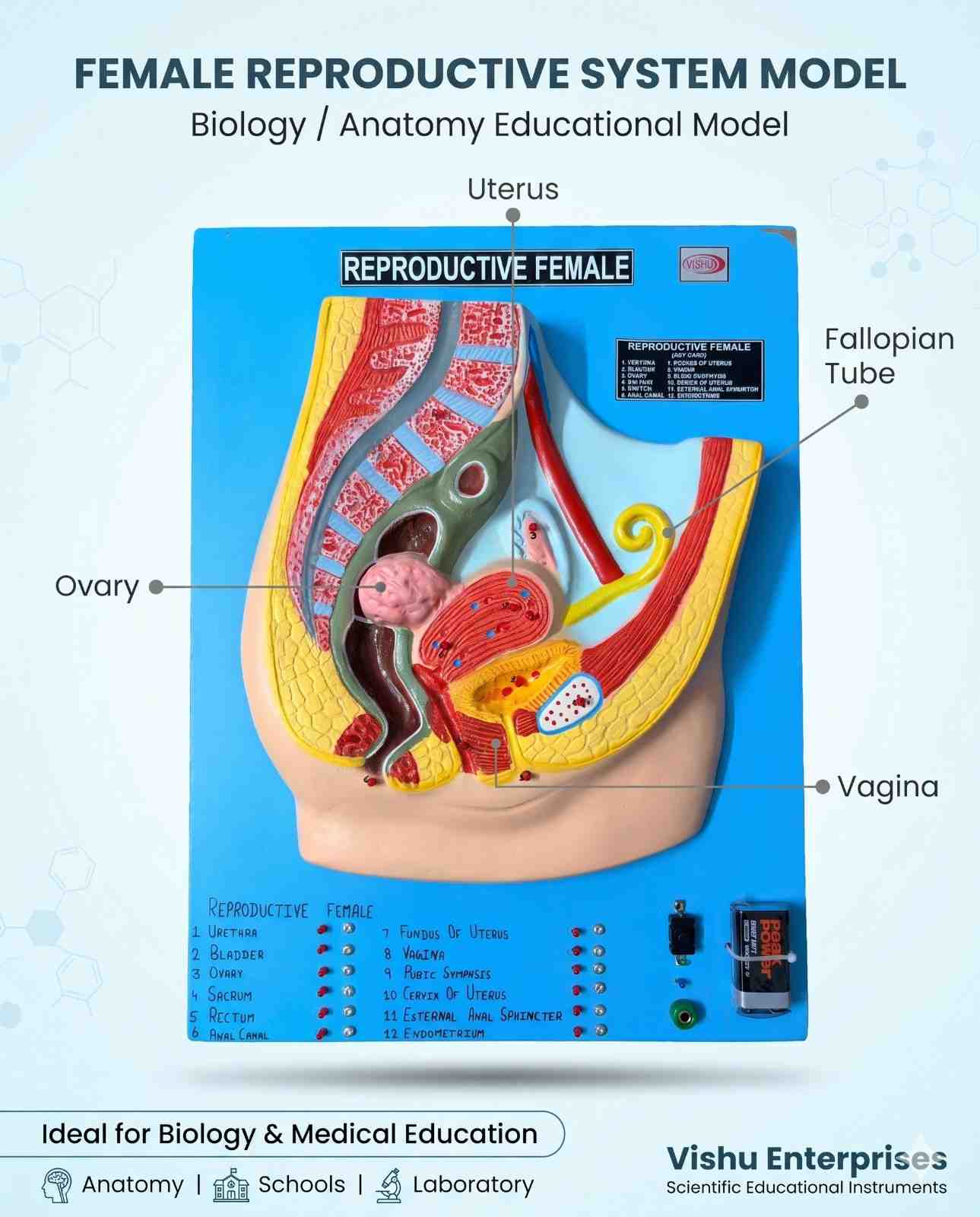 Female Reproductive With LED