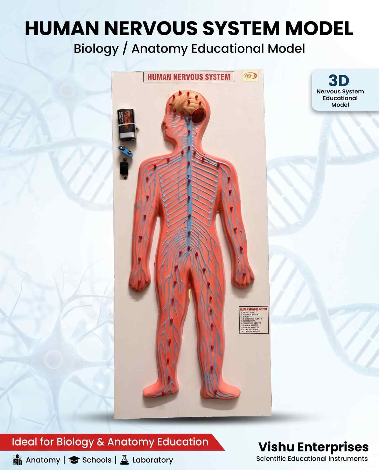 Human Nervous System With LED