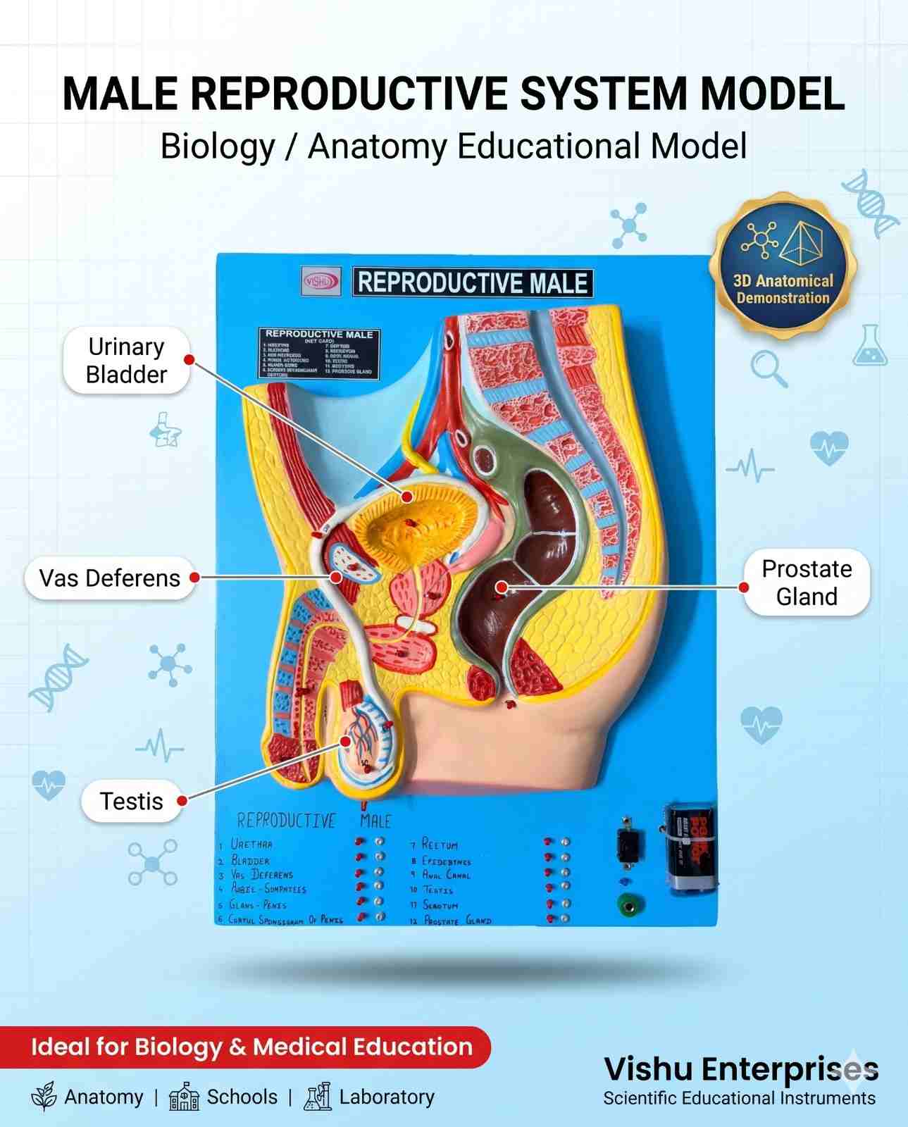 Male Reproductive With LED
